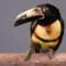 This Big-Billed Toucan Is Losing Its Home