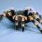 A Hairy Situation: This Tarantula Is No Pet
