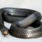 America’s Longest Snake Slithers for Cover