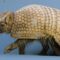 Full Body Armor Can’t Protect this Armadillo from Humans
