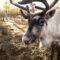 The Last Nomadic Reindeer Herders in the World