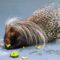 Meet the World’s Largest Porcupine