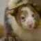 A Pouch In Need of Protection: The Matschie’s Tree Kangaroo Climbs For Survival