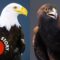 Everything You Didn’t Know About Eagles