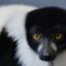 This Smartly-Dressed Lemur Is Critically Endangered