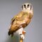 The Majesty of Africa’s Largest Owl