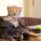 This Dog Raises Baby Cheetahs and Wallabies and Ocelots
