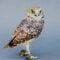 Hello Bright Eyes! Meet the Burrowing Owl