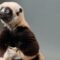A Jumping Lemur On The Brink: The Coquerel’s Sifaka Hops For Survival