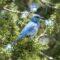The Birdman of Idaho Has Built Homes for Over 40,000 Bluebirds