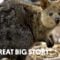 How Quokka Selfies Helped Protect This Adorable Animal