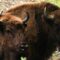 Re-wilding Europe, One Bison at a Time
