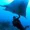 Swim With Manta Rays, the Ocean’s Peaceful Giants