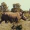 Protecting Africa’s Last Rhinos from Poaching