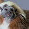 The Cotton-Top Tamarin Hangs On for Survival