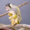 This Adorable Squirrel Monkey Is Losing Its Home