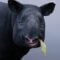 Half Horse, Half Rhino? The Malayan Tapir Fights For Its Future