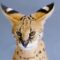 This “Giraffe Cat” Faces an Uncertain Future