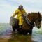 Shrimp Fishing on Horseback for 700 Years