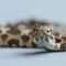 The Massasauga Rattlesnake: A Victim of Fear