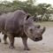 Guarding the Last Three Northern White Rhinos