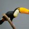 The Largest of the Toucans Has an EPIC Bill