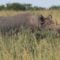 Scouring the Serengeti for the Elusive Black Rhino