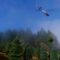 Harvesting One Million Christmas Trees by Helicopter