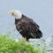 The Alaskan Town FULL of Bald Eagles