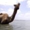 India’s Swimming Camels