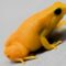 A Tiny Golden Frog as Rare as It Is Small