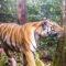 How Scientists Are Protecting Tigers in Thailand