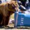 These Bears Put Your Household Items to the Test