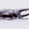 The Small, but Mighty, Hercules Beetle