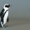 Waddle Along with the ‘Jackass Penguin’