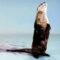 Back from the Brink: The North American River Otter
