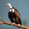 Hard Times for Roughnecks: The Critically Endangered Hooded Vulture