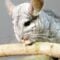 The Adorable Long-Tailed Chinchilla Fights to Survive