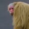 Red-Faced, Hairless and Handsome: Meet the Bald Uakari Monkey
