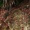 Christmas Island’s Red Crab Invasion | That’s Amazing