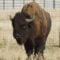 Dances with Bulls: The Great Bison Roundup