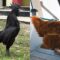 5 Stories All About Chickens