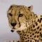 The African Cheetah Sprints for Survival