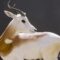 An Elegant Gazelle Fights Off Extinction