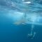 The Shark Trackers: Catching Up with Great Whites
