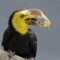 The Sulawesi Tarictic Hornbill’s Flight for Survival