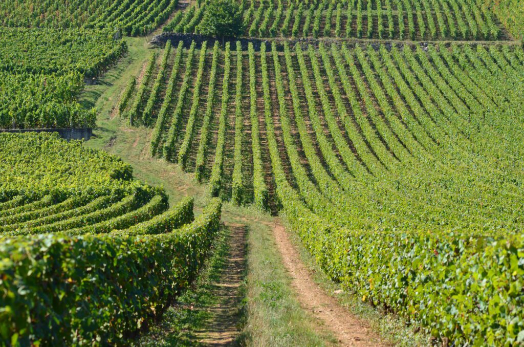 Romanée-Conti vineyard most expensive wine