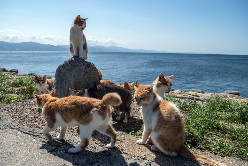 aoshima cat island