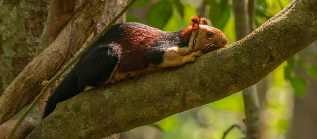 Malabar giant squirrel at rest