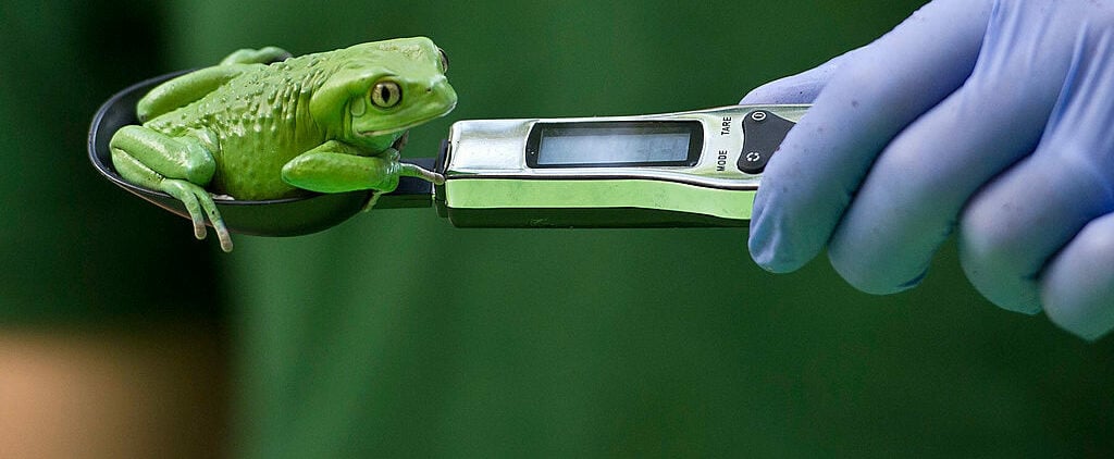 london zoo weigh in